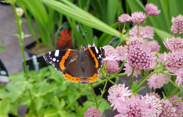 Vlinder in Tuincentrum Osdorp