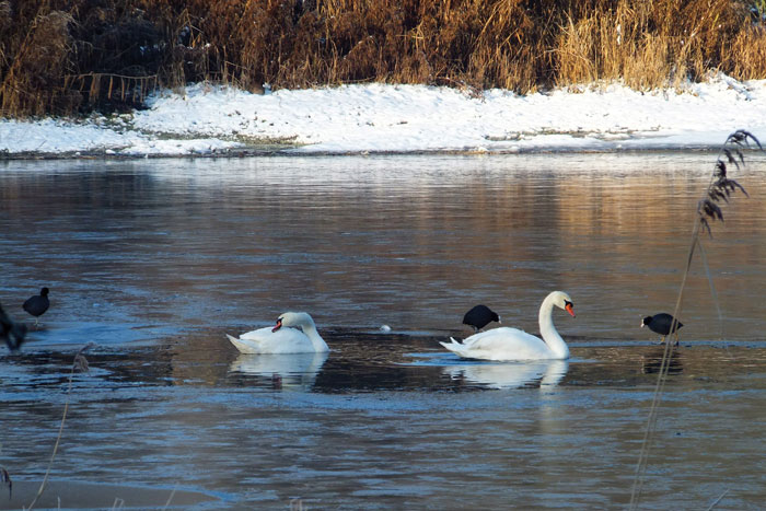 Zwanen in de winter