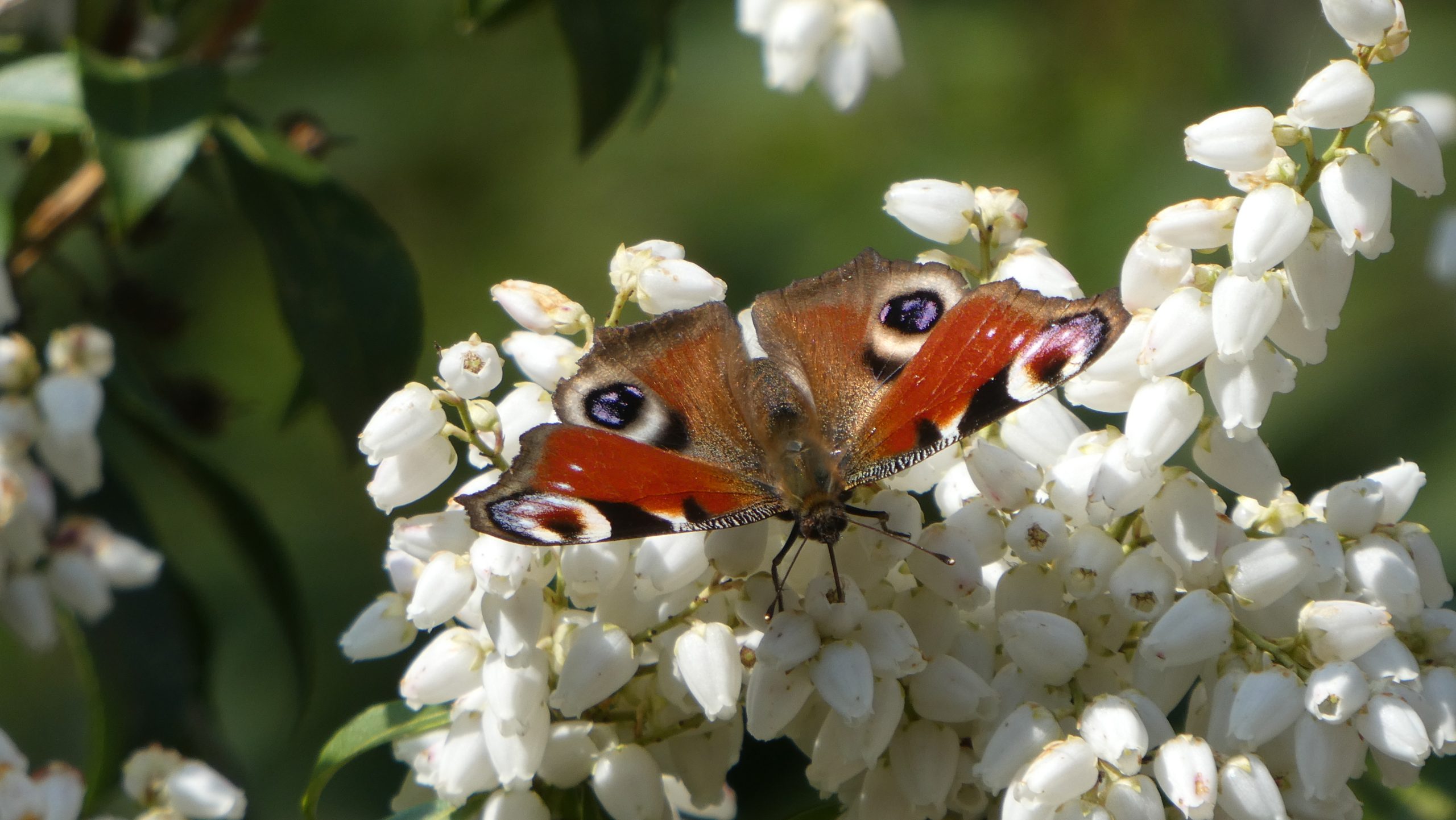 Dagpauwoog op bloem