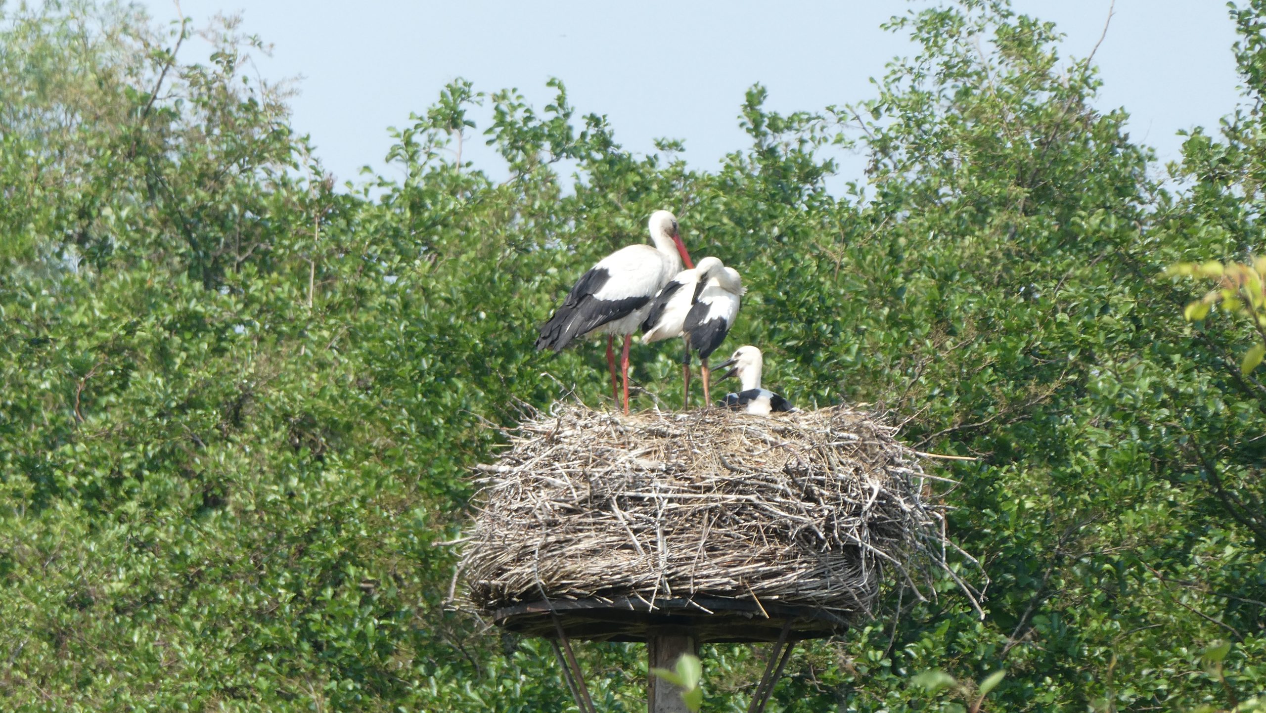 Ooievaars in een nest op een hoge paal, omringd door groen bladerdek.