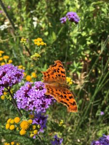 Vlinder op bloem