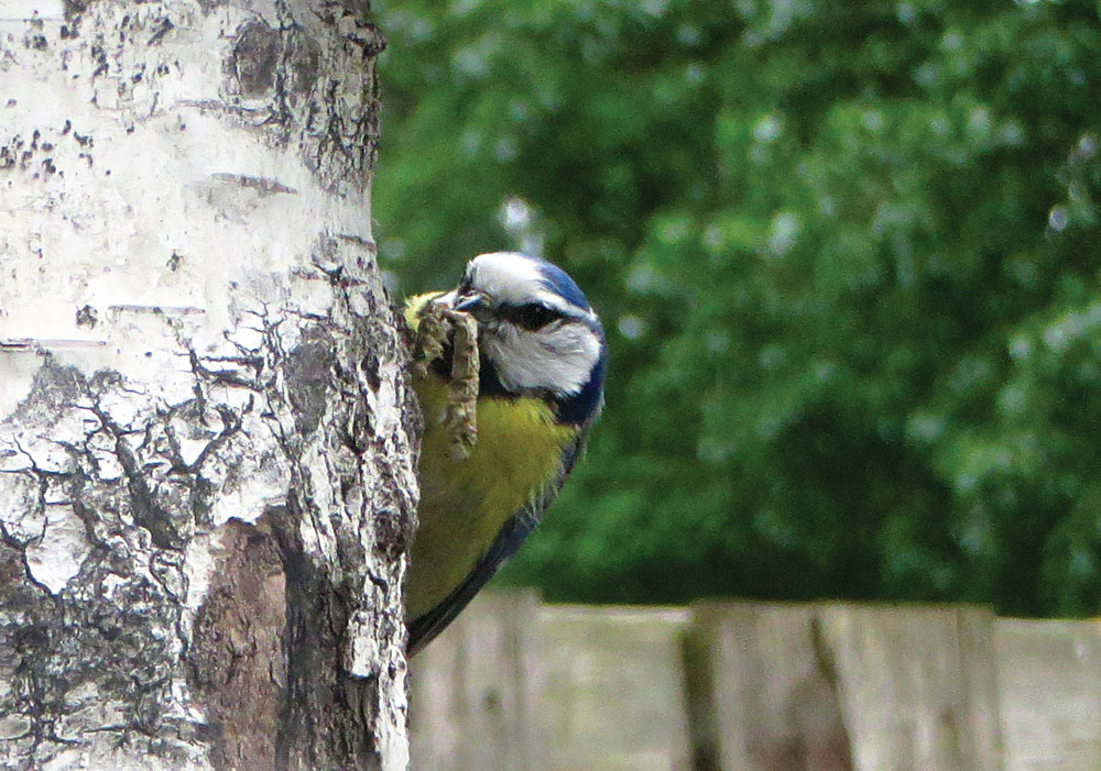 De pimpelmees met een sappig rupsje voor de kleintjes