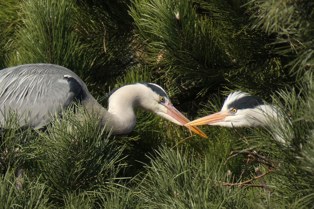 De verliefde reigers in het 'reigersbosje' in het Sloterpark in Amsterdam