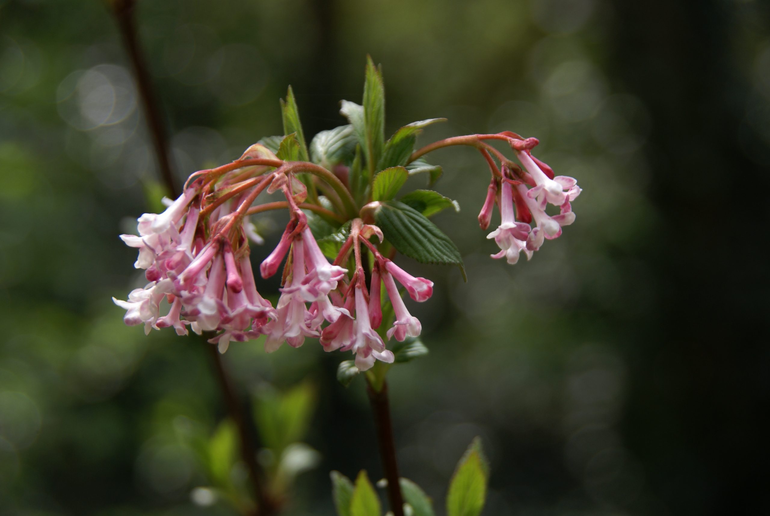 Roze bloemen in volle bloei tegen een onscherpe, groene achtergrond.