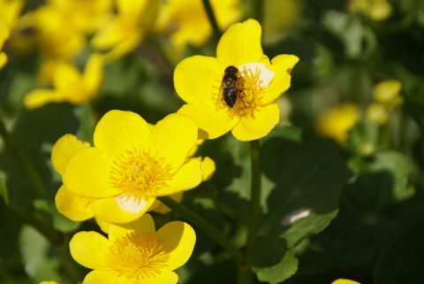 zweefvlieg op gele bloemen