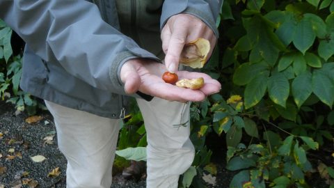 Kastanjes in hand
