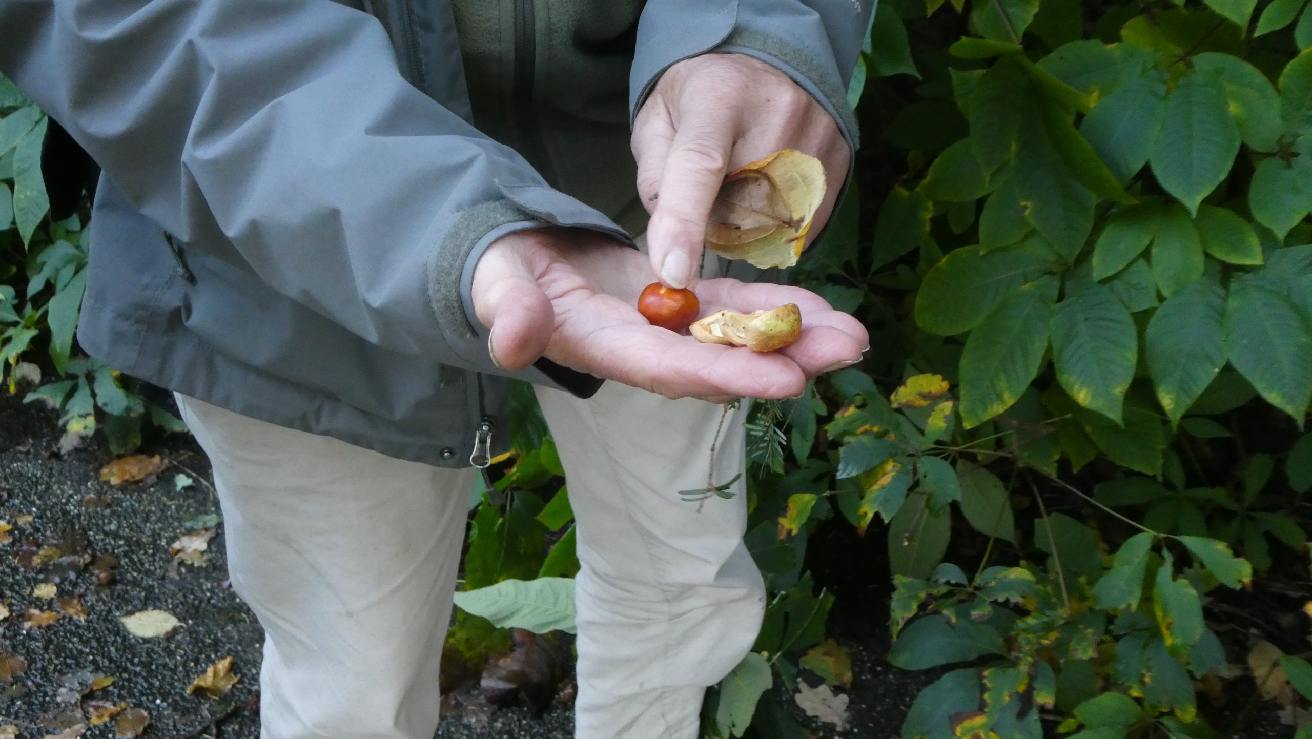 Kastanjes in hand