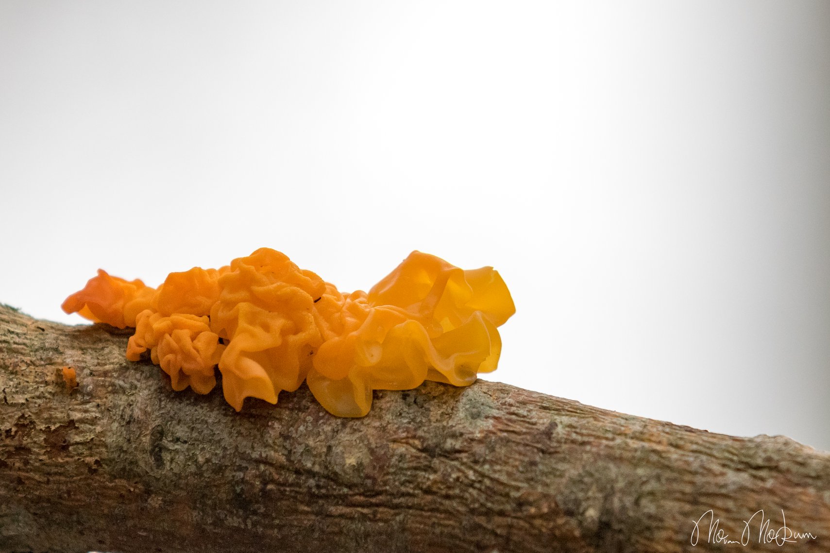 Fel oranje zwam groeit op een boomtak tegen een neutrale achtergrond.