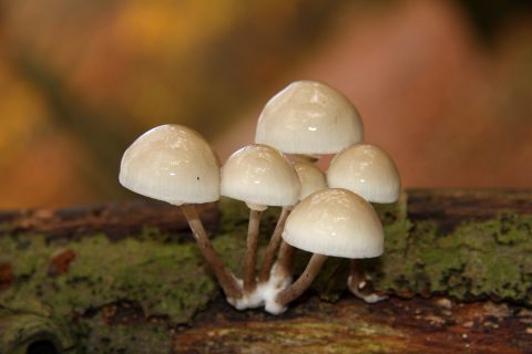 Verschillende glanzende witte paddenstoelen op een met mos bedekte tak in de natuur.