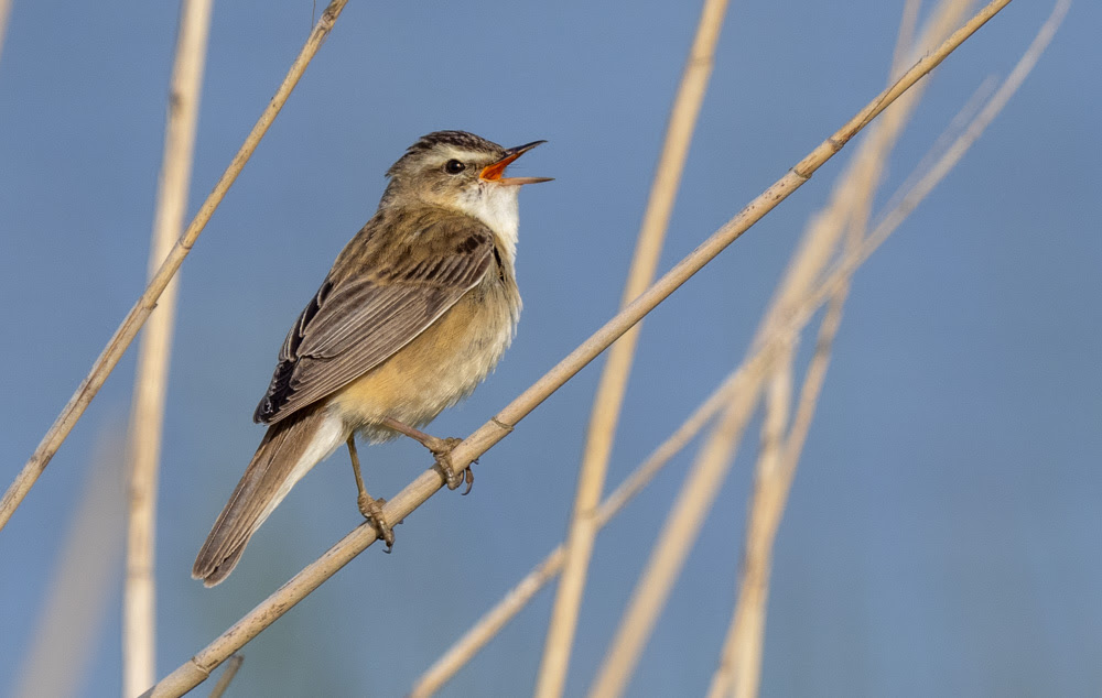Zingende vogel op een rietstengel tegen een blauwe achtergrond.