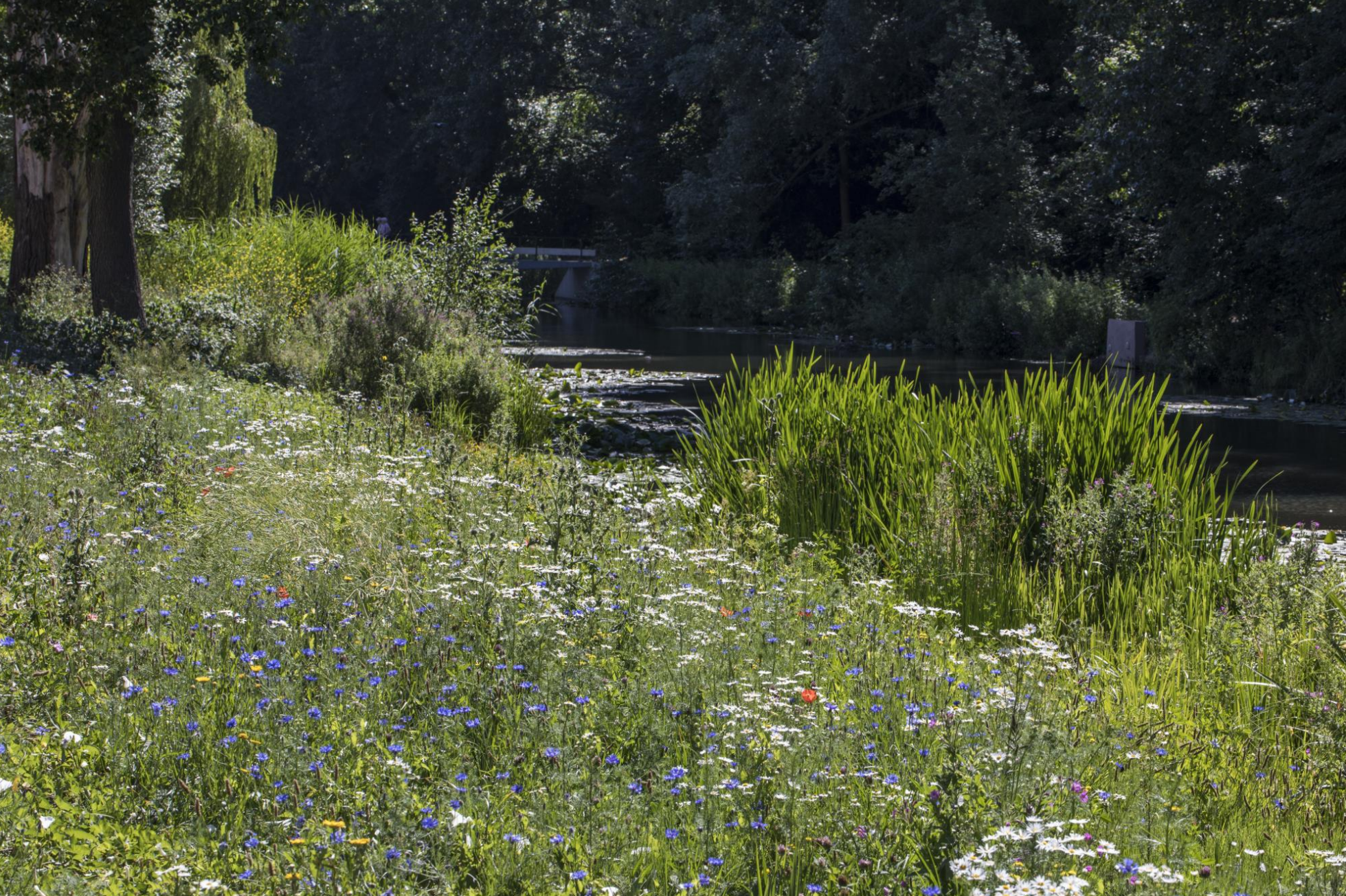Natuurlijke Oevers Amsterdam