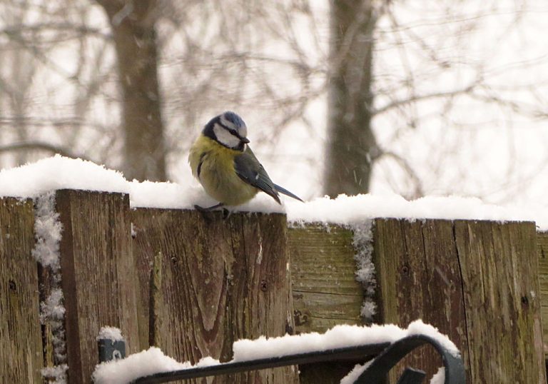 Pimpelmees in de sneeuw - Gefladder.nl