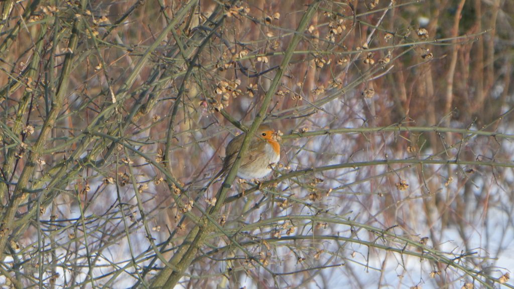 Roodborstje in de boom