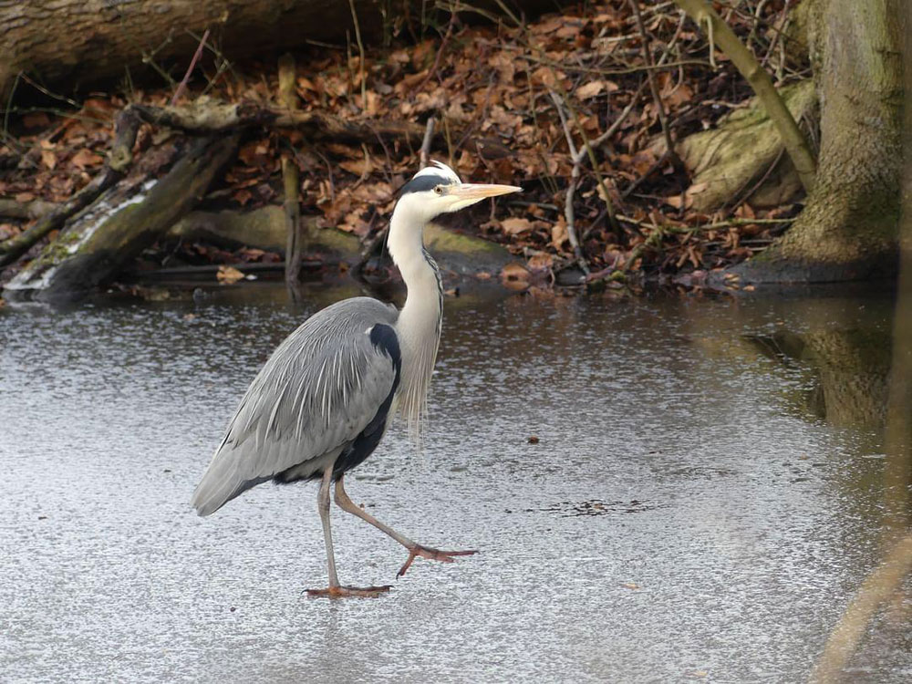 Foto: Dennis vd Meer - Reiger