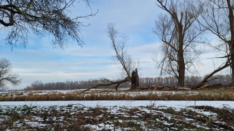 Winter in het Amsterdamse Bos - Foto: Marjori Hong, Gefladder.nl