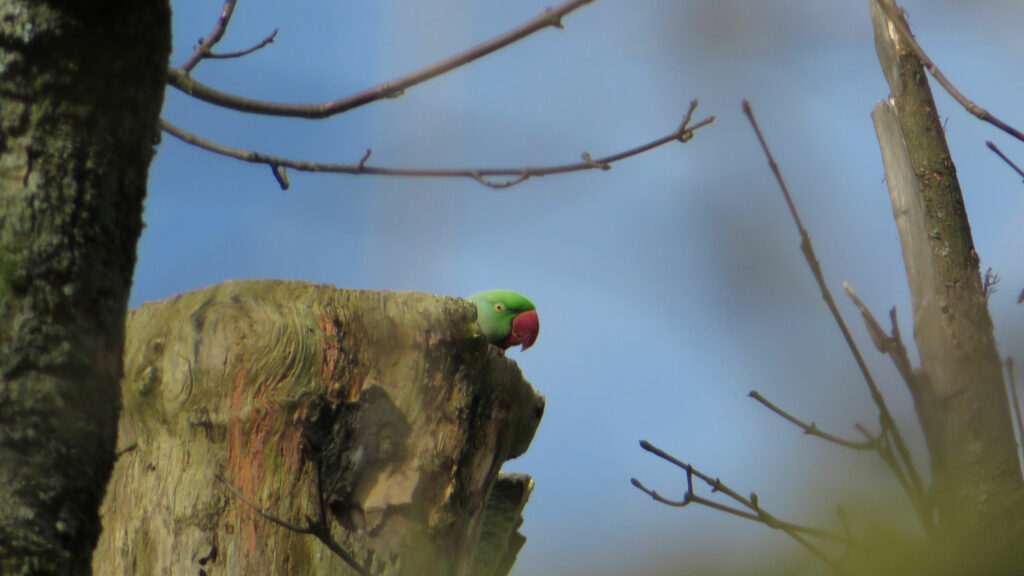 De grote alexanderparkiet in Park Frankendael - Marjori Hong Gefladder.nl