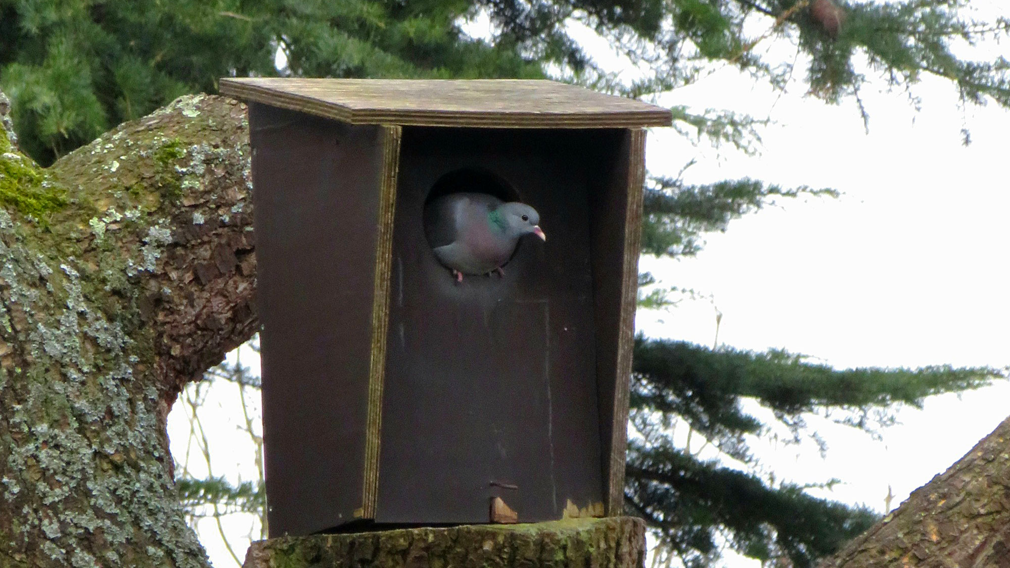 Een holenbroeder, de holenduif in Park Frankendael