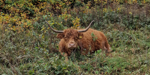 De Oeverlanden, Schotse Hooglander - foto: Marjori Hong