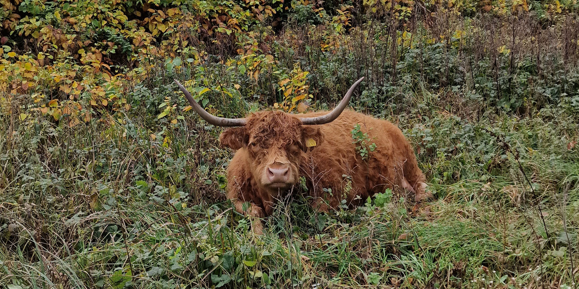 De Oeverlanden, Schotse Hooglander - foto: Marjori Hong