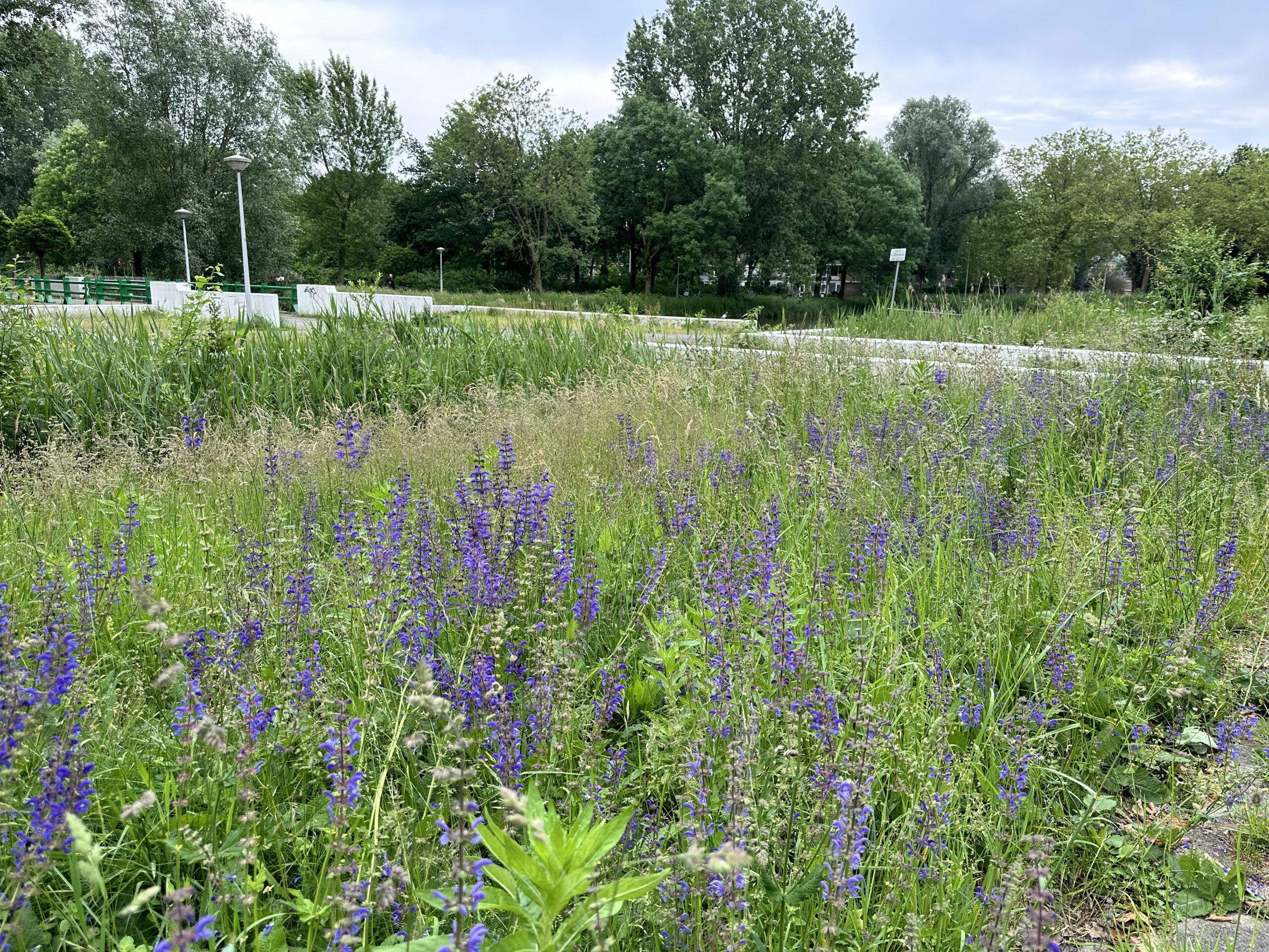 Bloemenveld met paarse bloemen en gras, omringd door bomen en een wandelpad op de achtergrond.