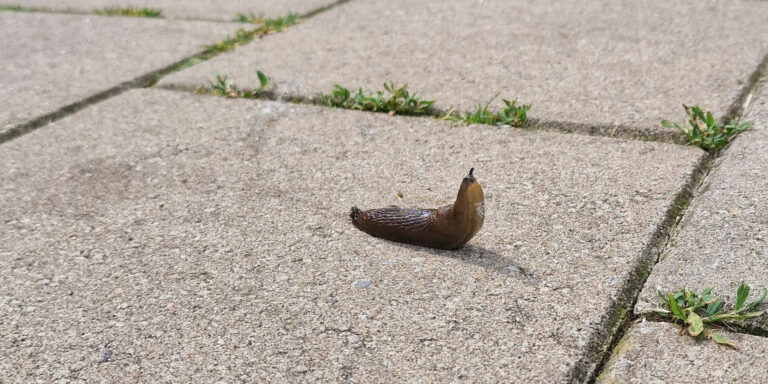 De naaktslak - Ze zijn er weer. En waar er één is, zijn/komen er al snel meer - Marjori Hong