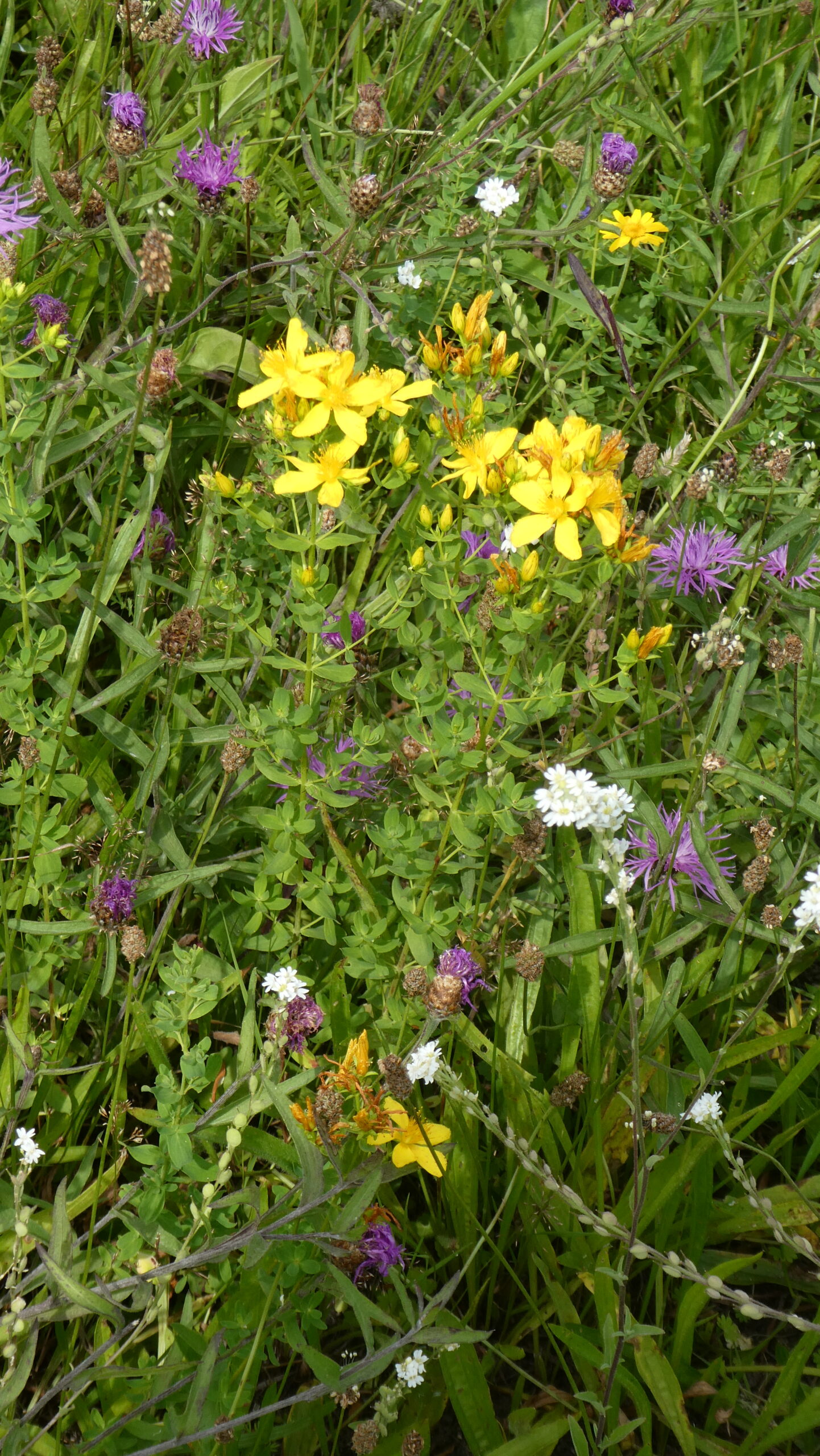 Wilde bloemen in een grasveld met gele, paarse en witte bloesems.
