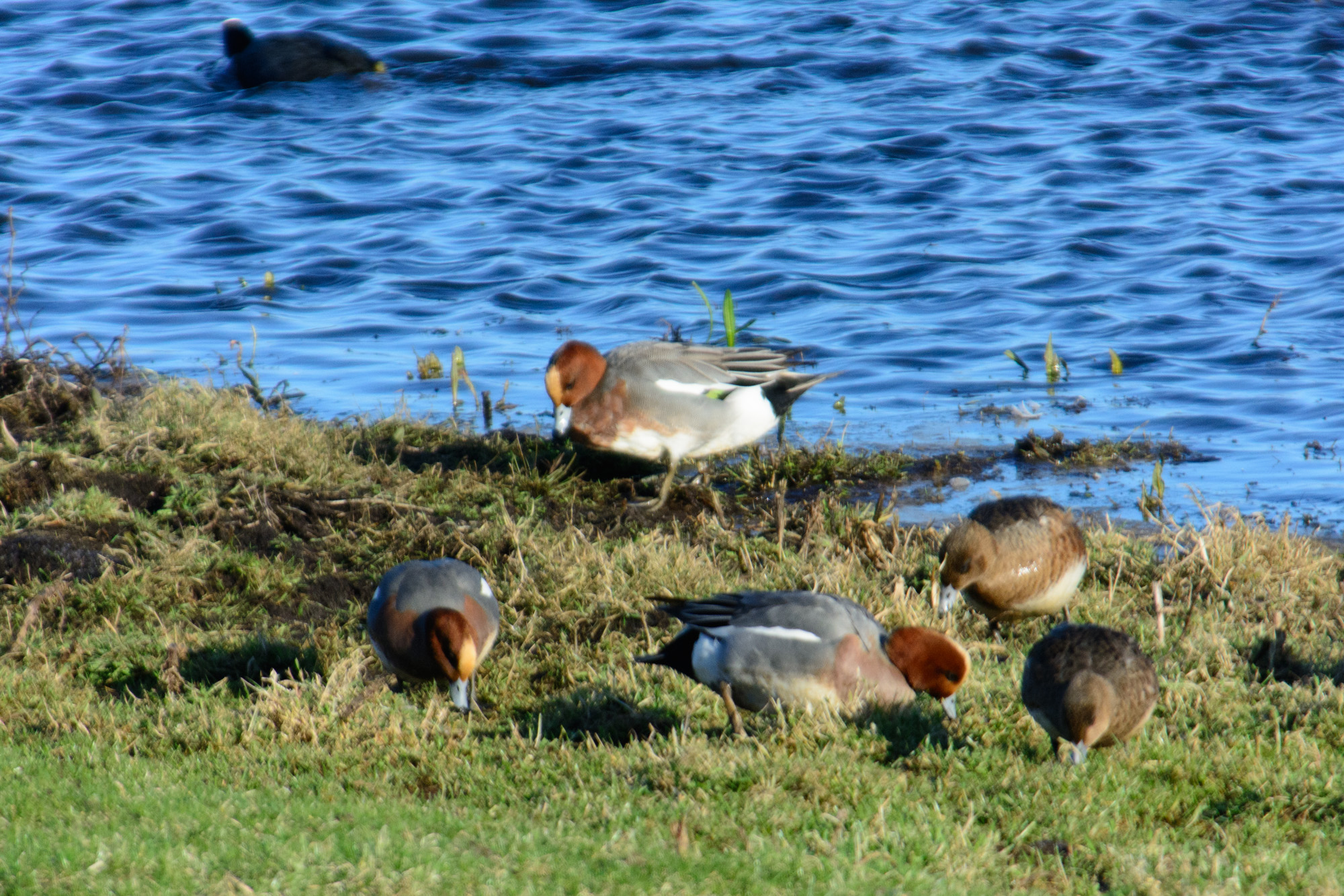 Eenden foerageren op het gras naast een meer, met helderblauw water op de achtergrond.