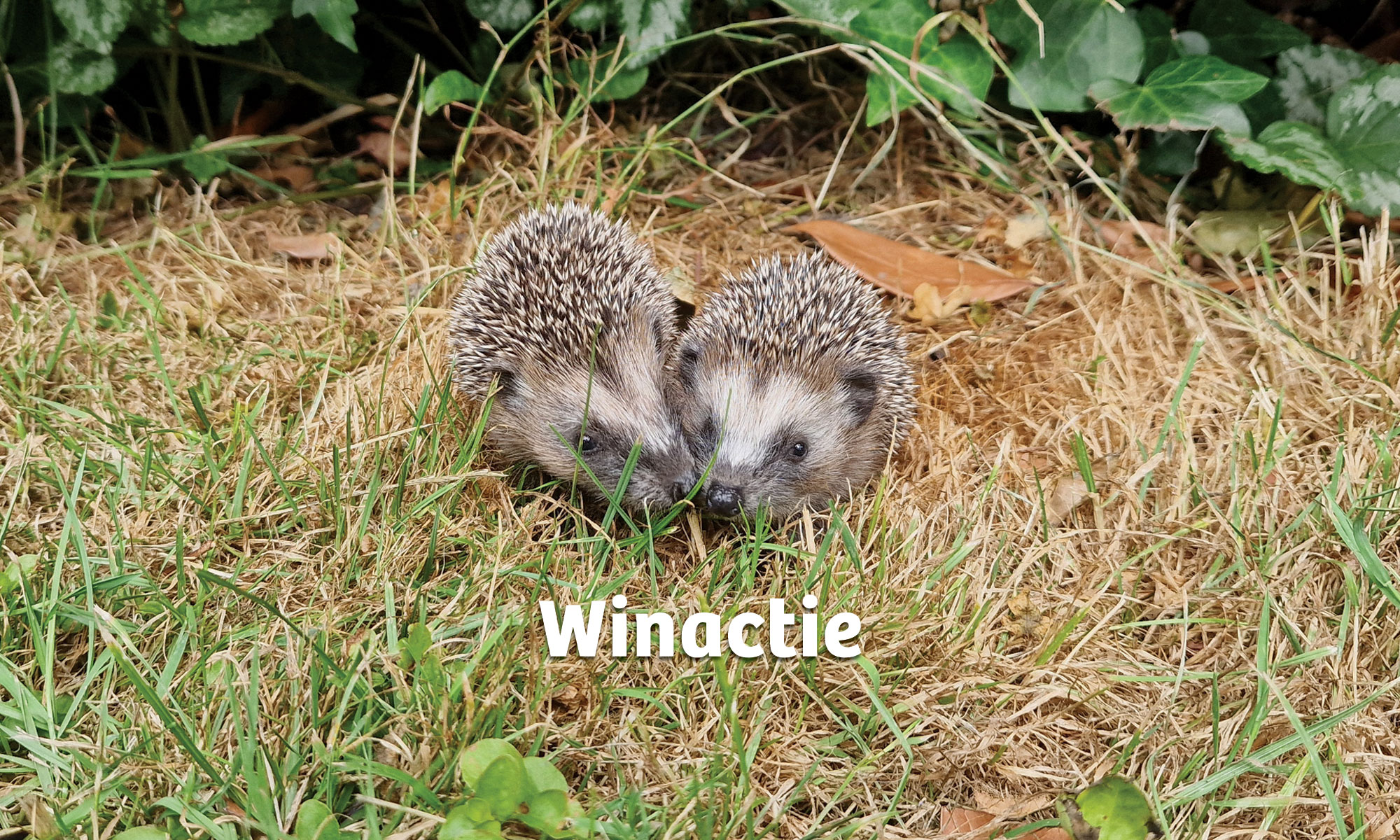 Winactie Gefladder boekenreeks, auteur Marjori Hong