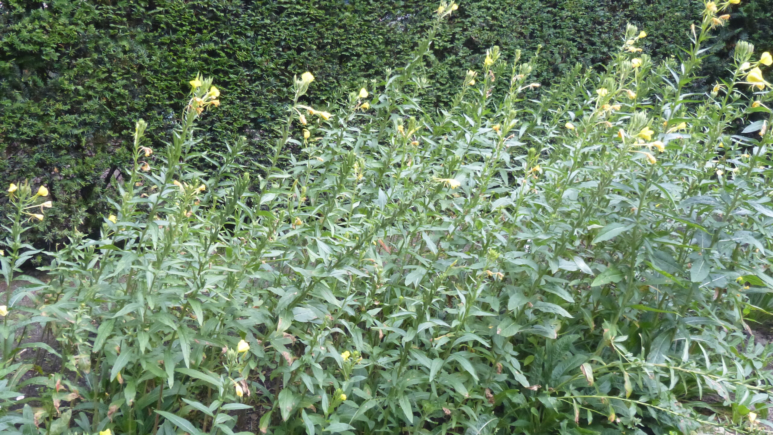 Dichte groep groene planten met gele bloemen tegen een achtergrond van groene struikgewas.