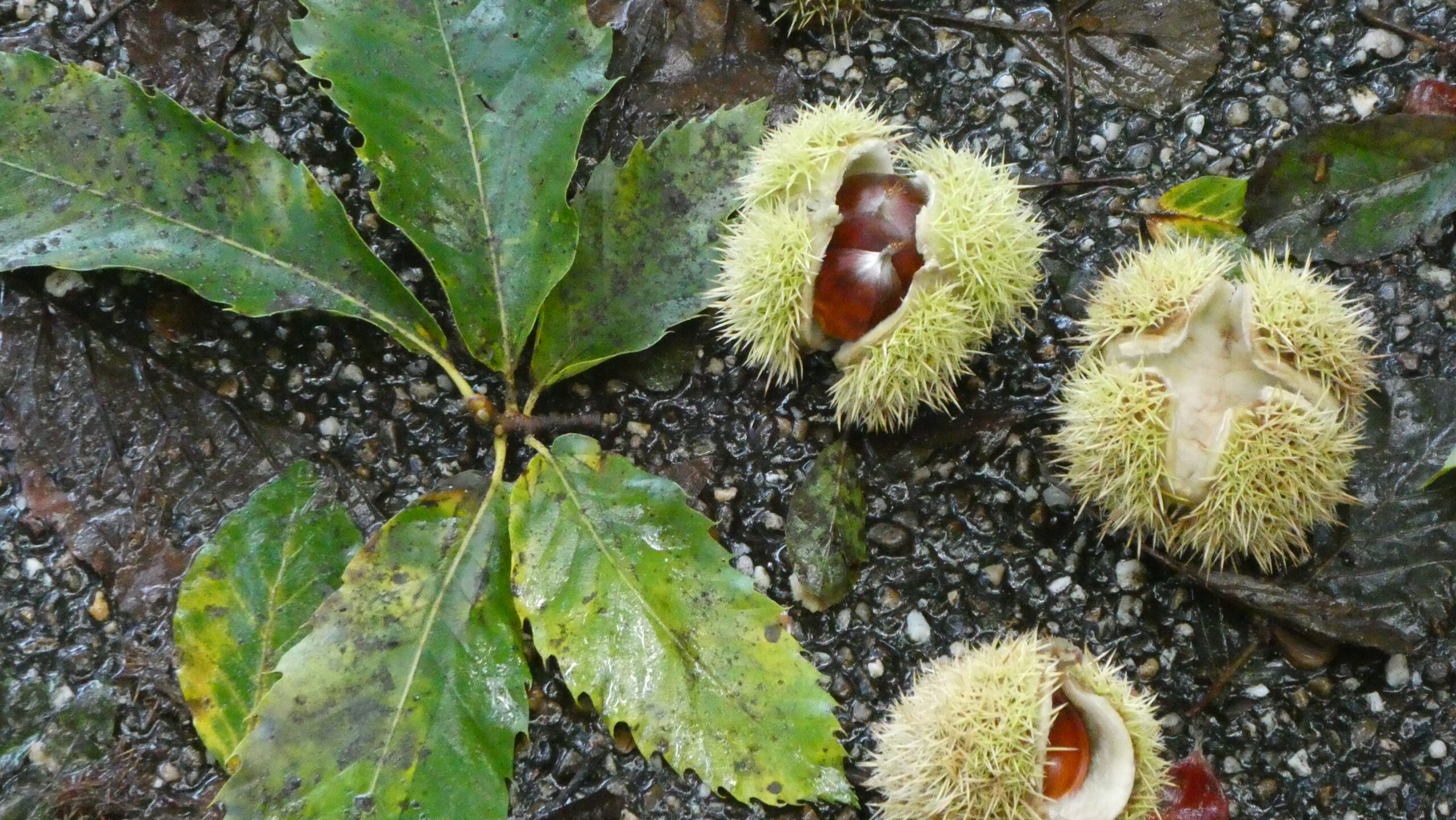 Gele kastanjebladeren en prikkelige bolster met kastanjes op natte grond.