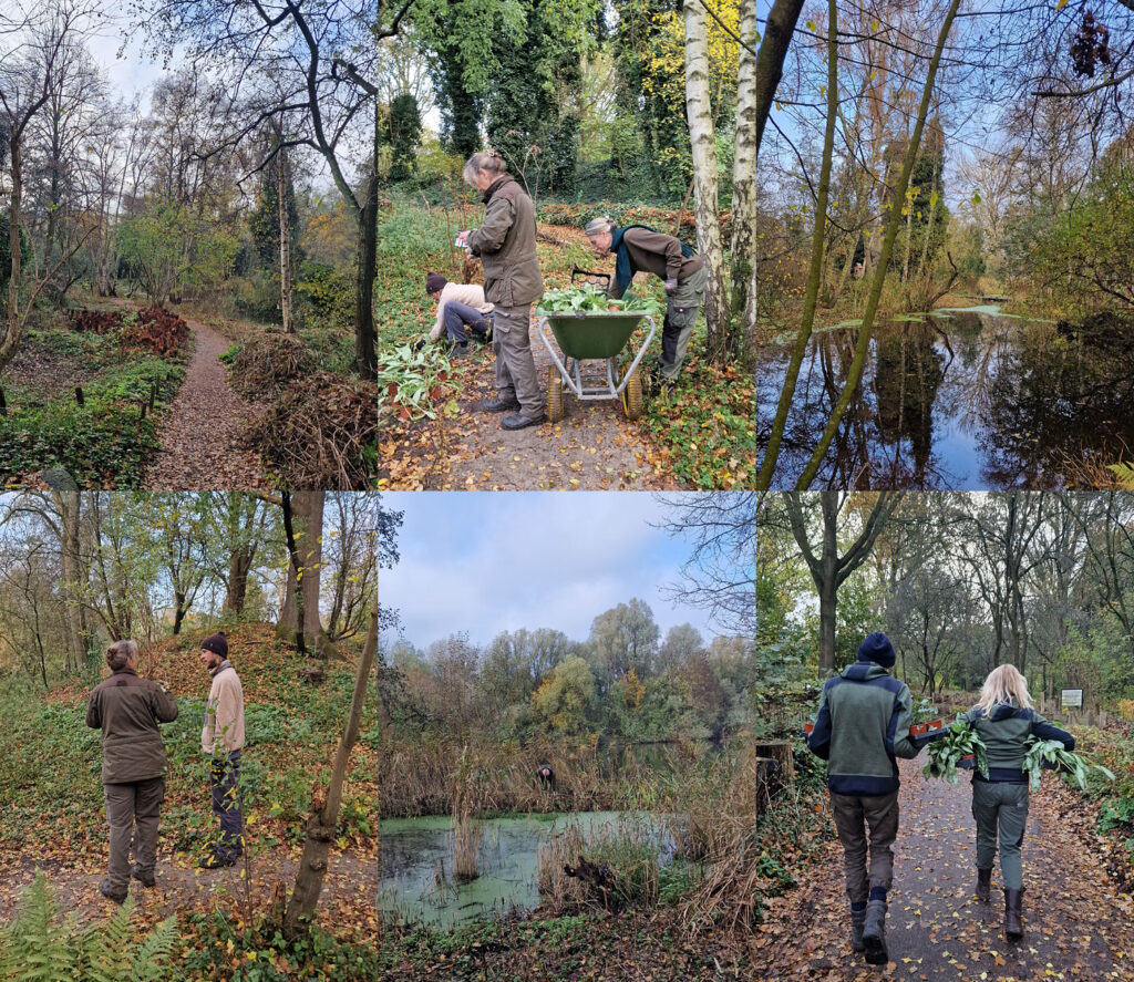 Vrijwilligers aan het werk in Heemtuin Sloterpark