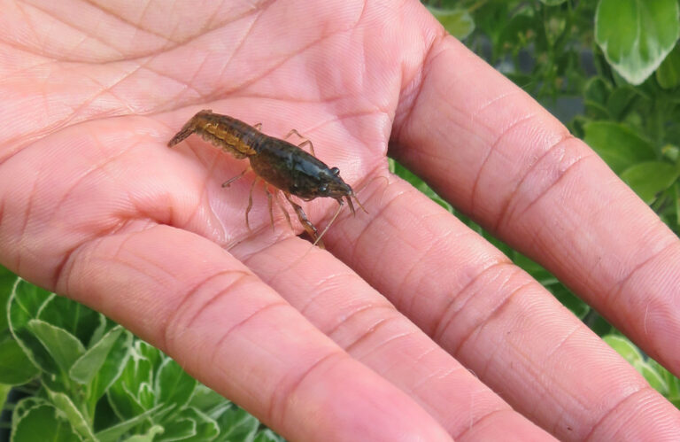 Hand houdt een kleine bruine kreeftachtige tegen een achtergrond van groene bladeren.