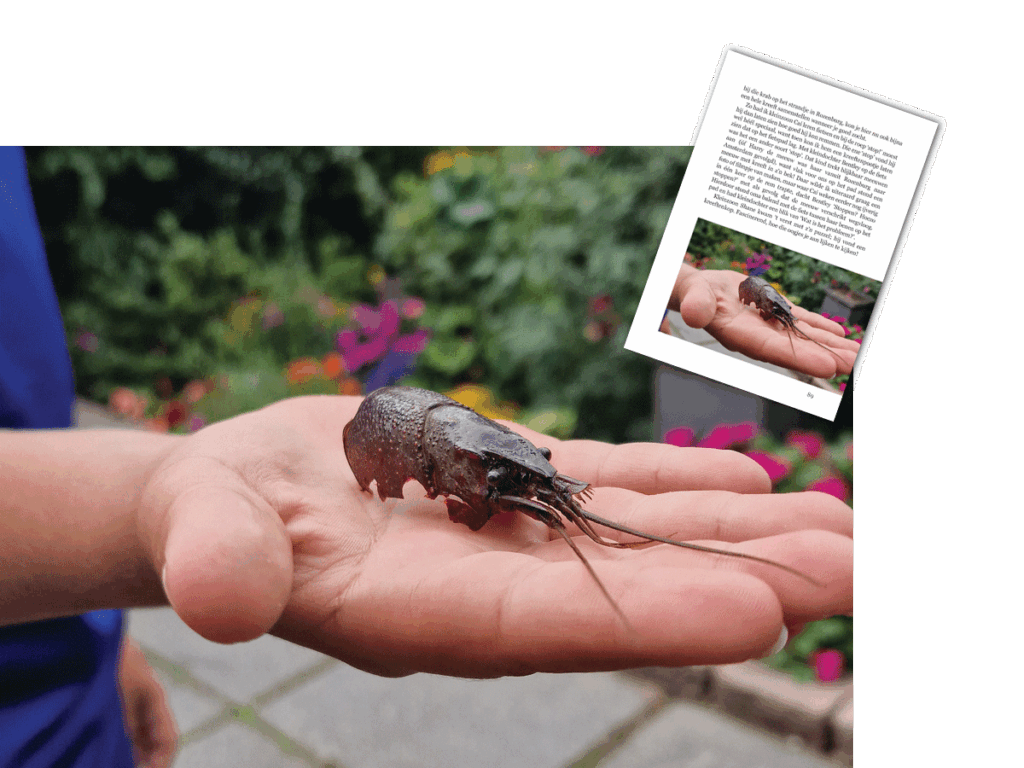 Kop van de Amerikaanse rivierkreeft - bladzijde uit boek 'Heel gewoon natuurlijk!