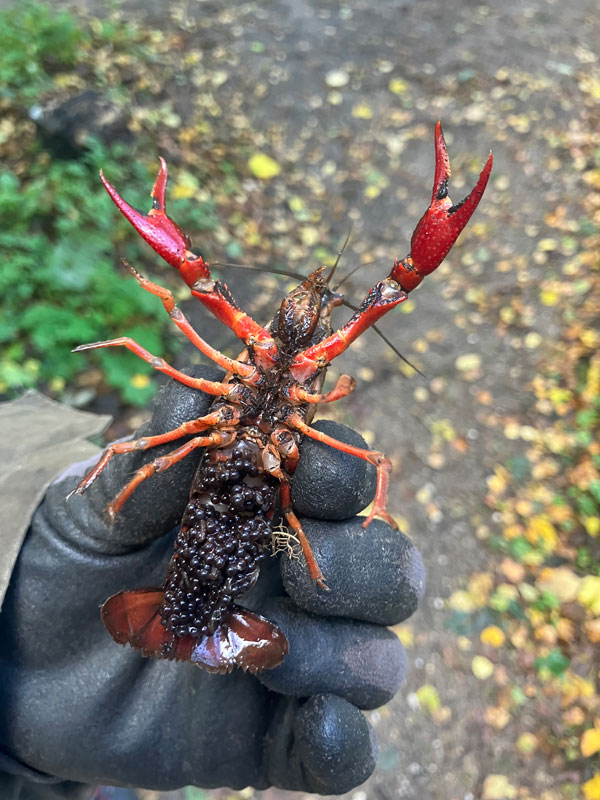 Eitjes van de Amerikaanse rivierkreeft onder de staart