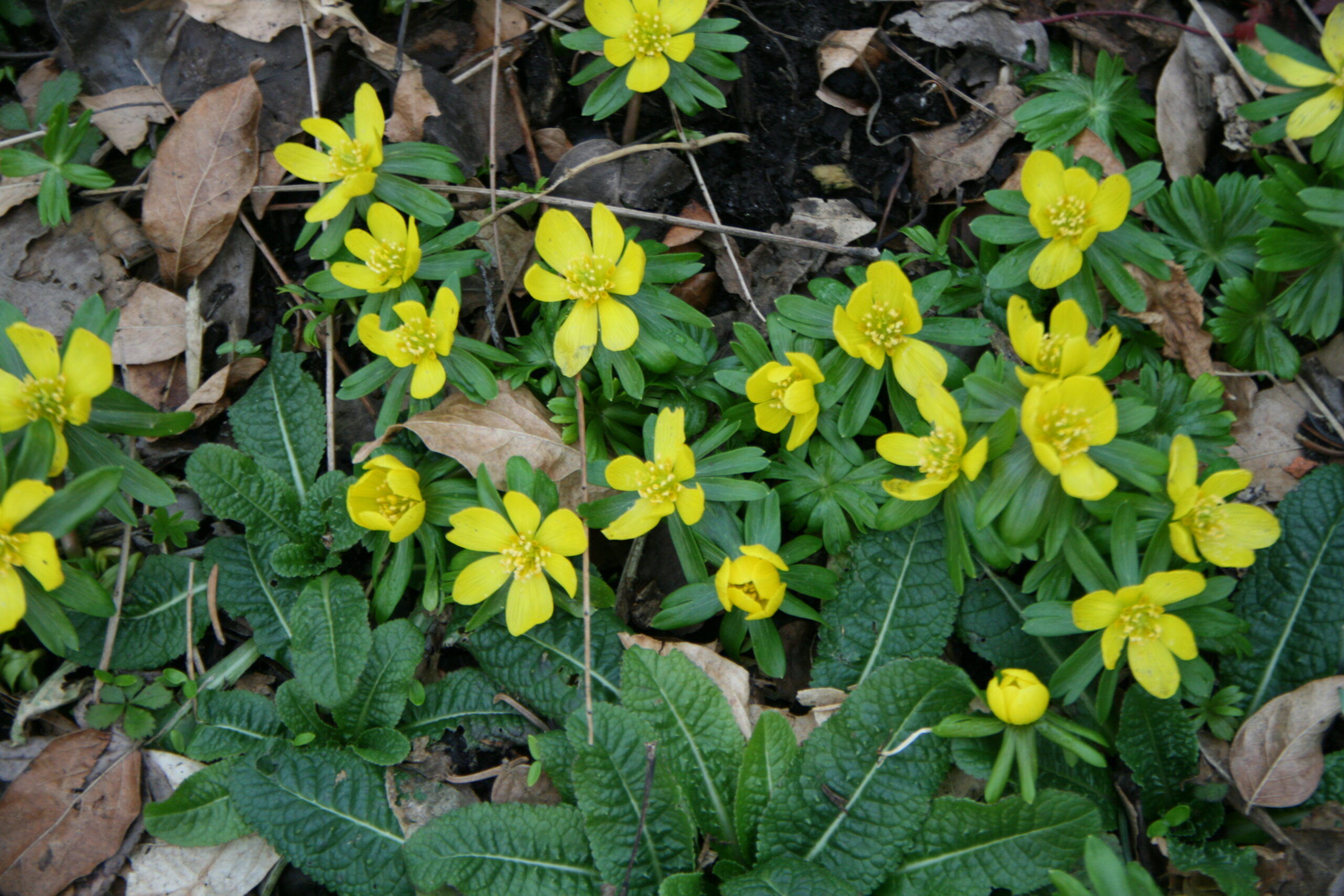 Gele bloemen omringd door groene bladeren en bruine dode bladeren op de grond.