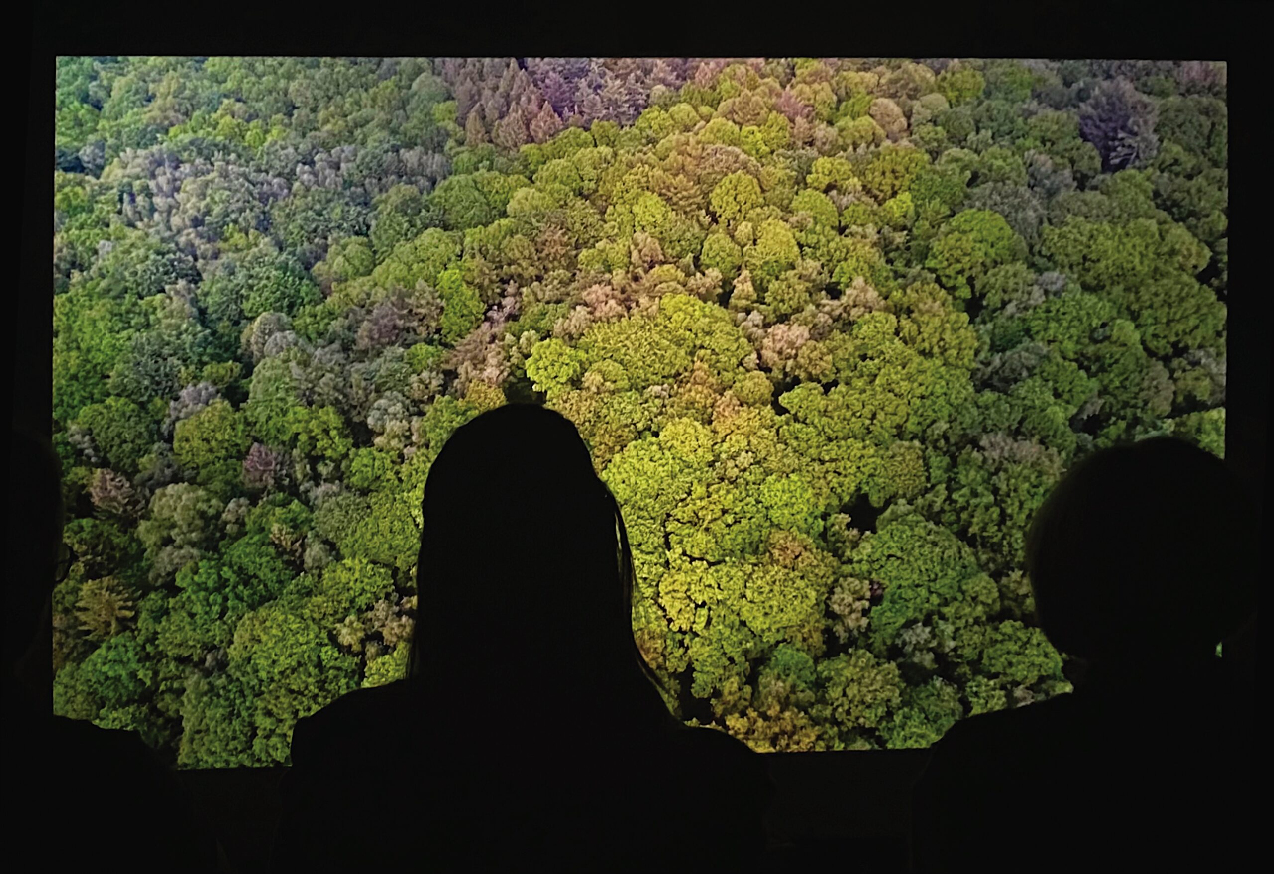 Silhouetten van toeschouwers tegen een groot scherm met een luchtfoto van een dicht bos.