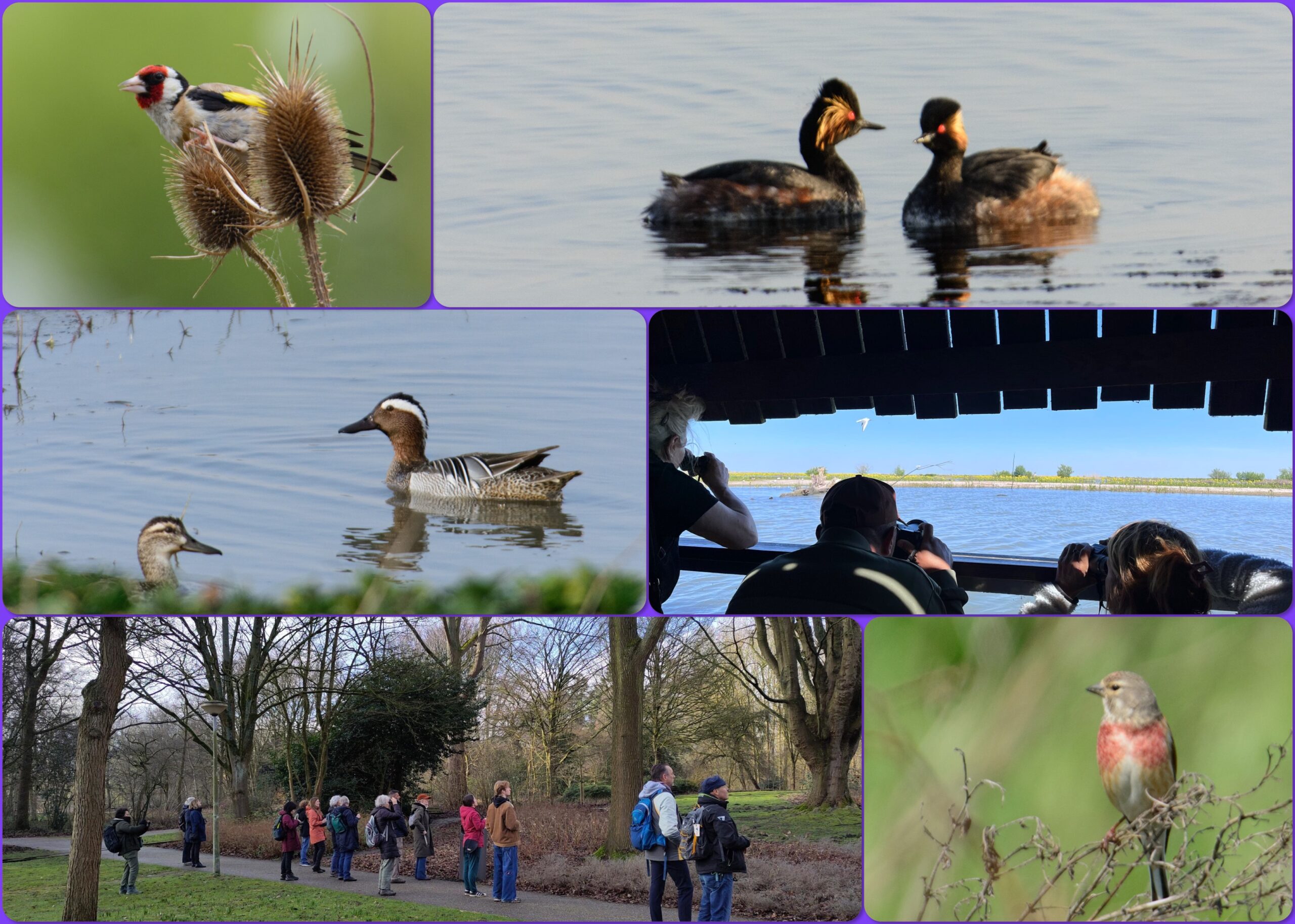 Collage van vogels, vogelaars en een vogelkijkhut met uitzicht op het water.