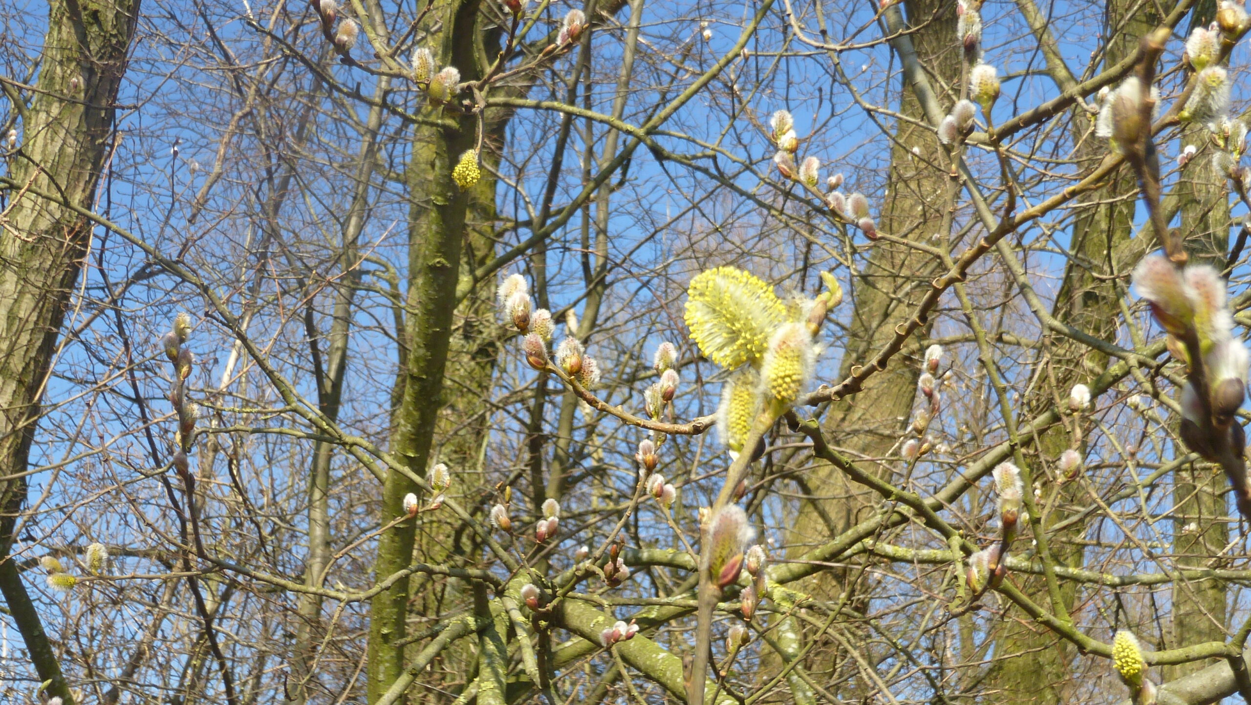 Bloeiende wilgenkatjes tegen een blauwe lucht in een bosrijke omgeving.