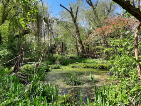 Lush, green forest scene with a clear stream and flowering plants under a blue sky.