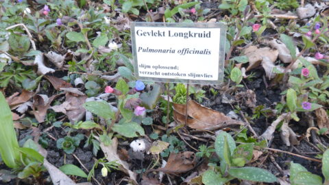 Veld met gevlekt longkruid, Pulmonaria officinalis, met bordje over medicinale eigenschappen.