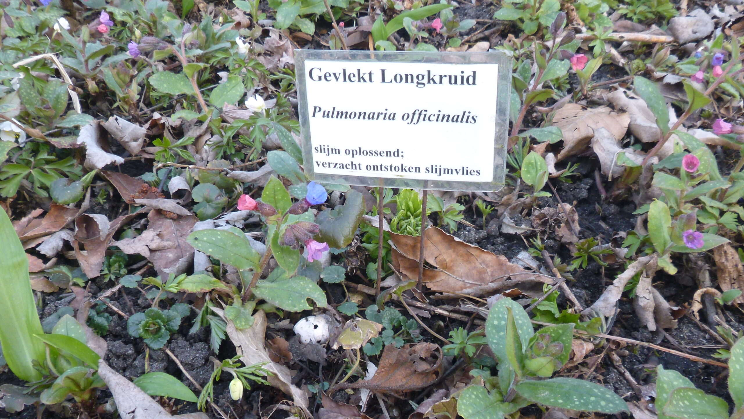 Veld met gevlekt longkruid, Pulmonaria officinalis, met bordje over medicinale eigenschappen.