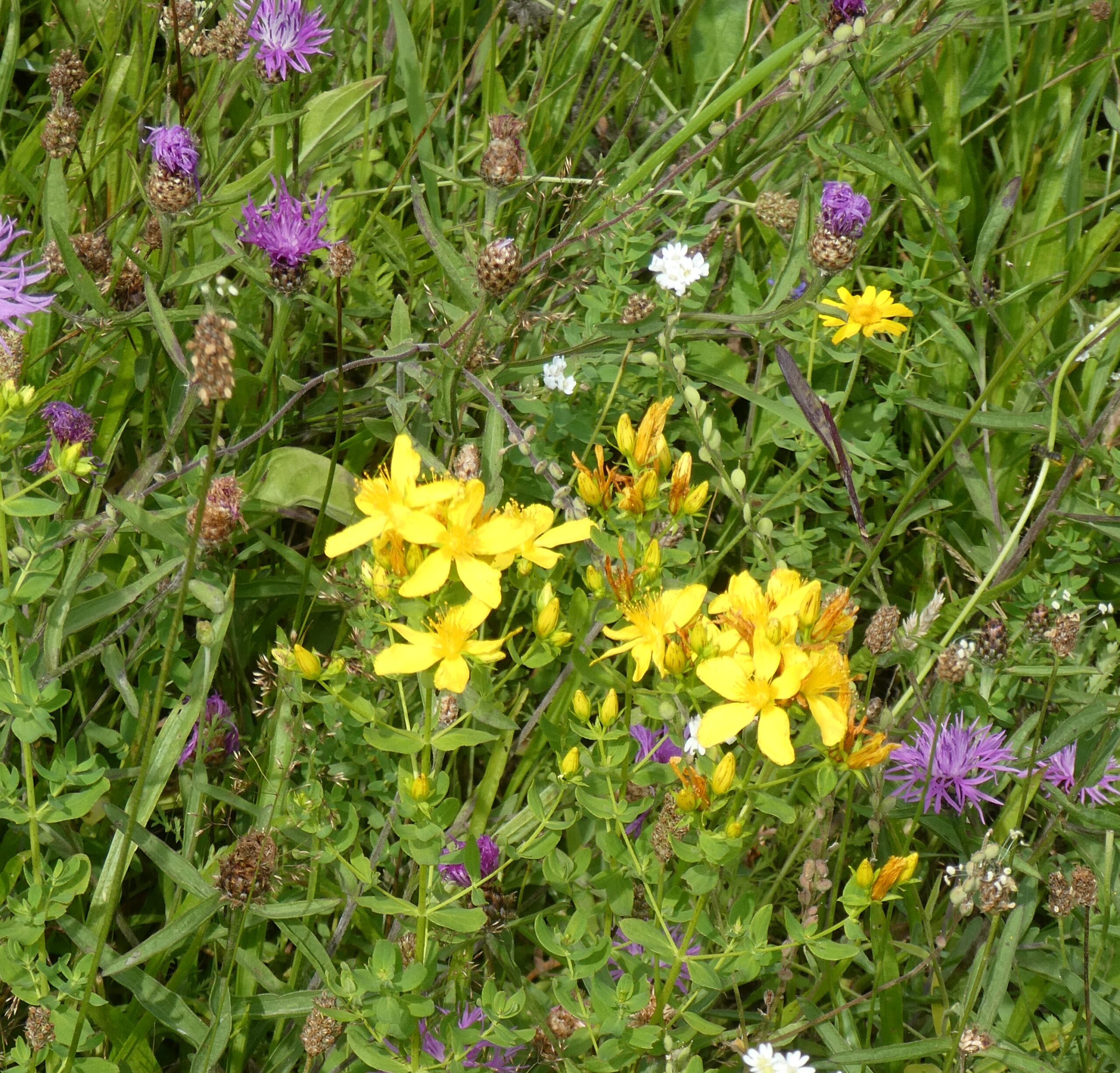 Wilde bloemen in een groen veld, met paarse en gele bloesems.