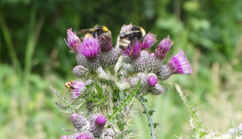 Bijen voeden zich op een paarse distelbloem met een groene achtergrond.