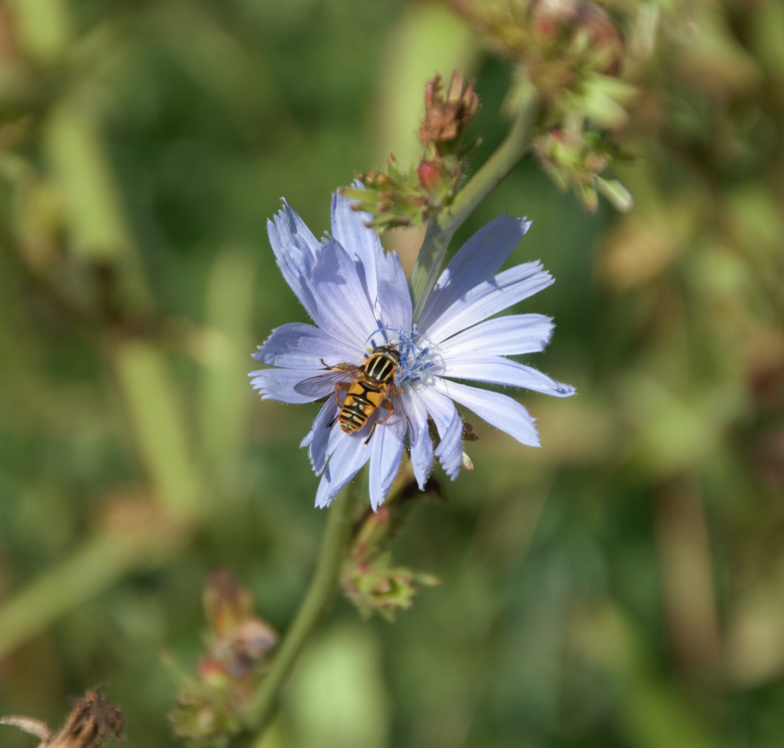 Wesp op een paarse bloem tegen een groene, onscherpe achtergrond.