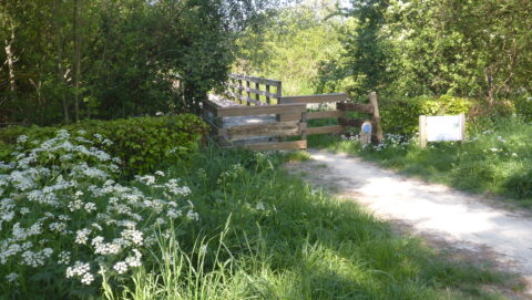 Een houten bruggetje op een groen bospad met bloeiende witte bloemen.
