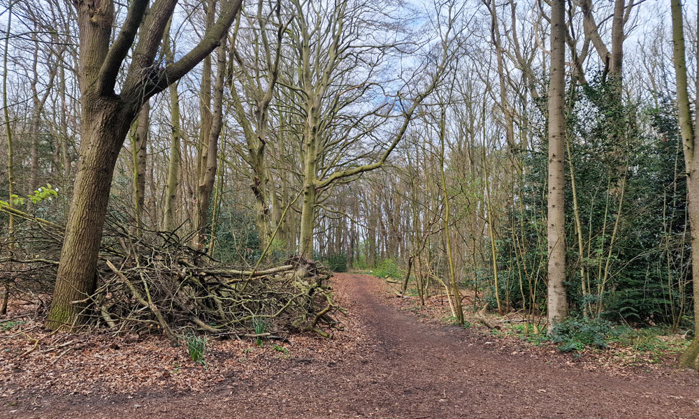 Wandelpad in bosgebied Lokhorsterduin