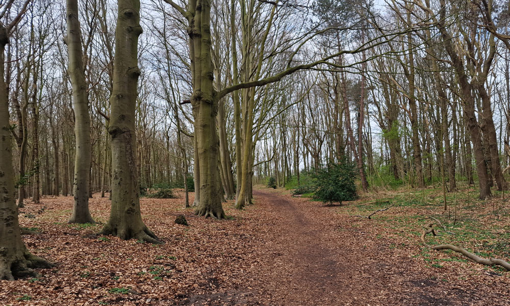 Overal bomen, prachtig bosgebied om door te wandelen, Lokhorsterduin