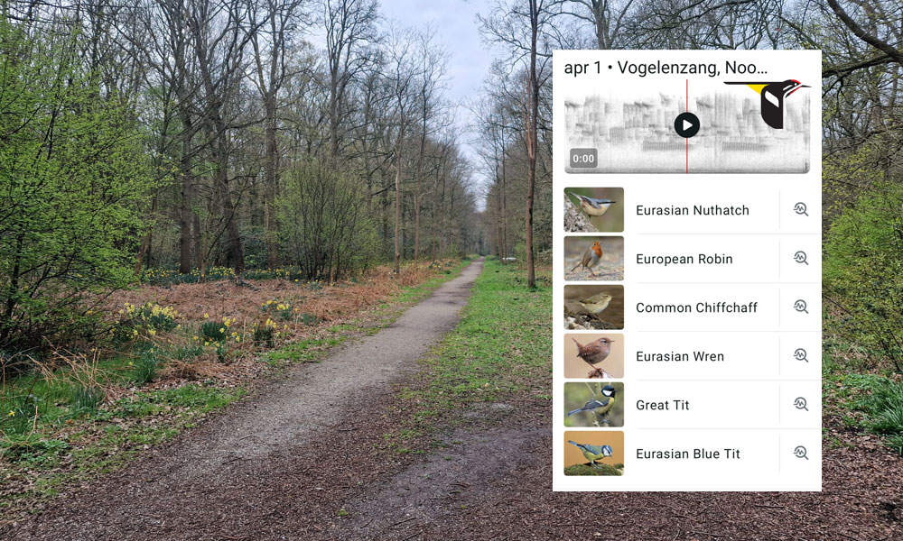 Bos Lokhorsterduin met de Merlin Bird app voor vogelherkenning/vogelspotten