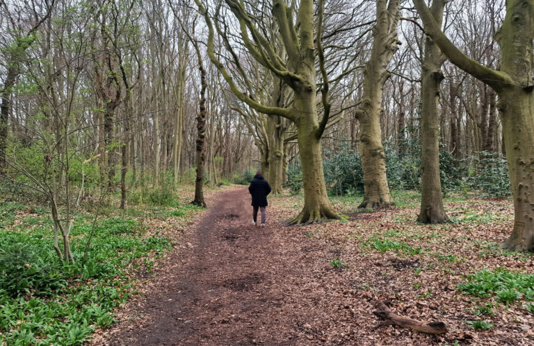 Persoon wandelt op bosachtig pad omgeven door hoge bomen en groen.