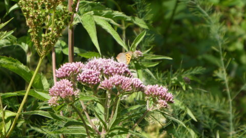 Een vlinder rust op roze bloeiende bloemen, omringd door groene bladeren.